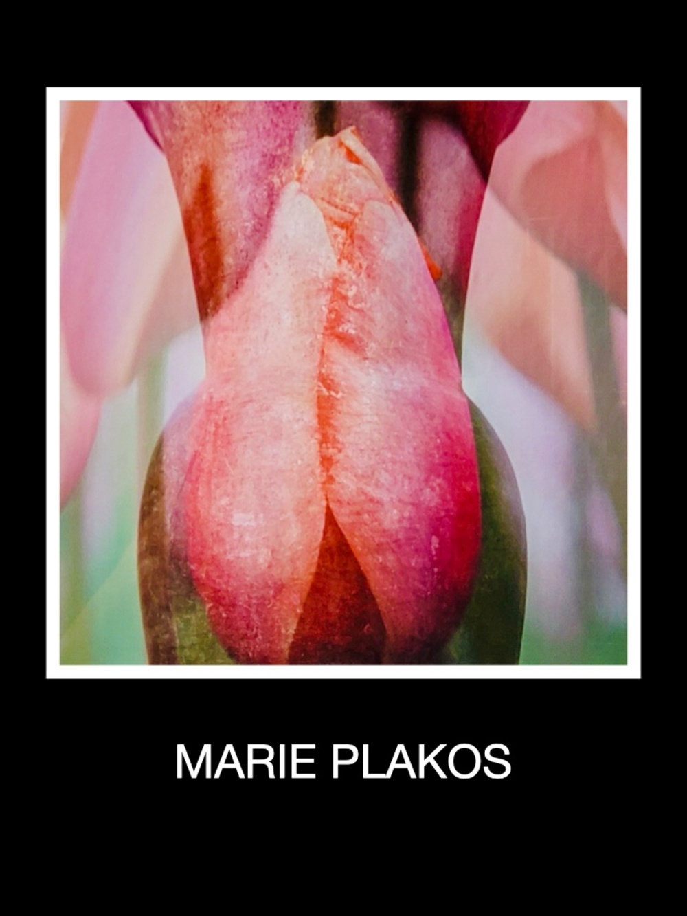 Marie Plakos Abstract Tulip Photograph Modern Botanical Wall Art